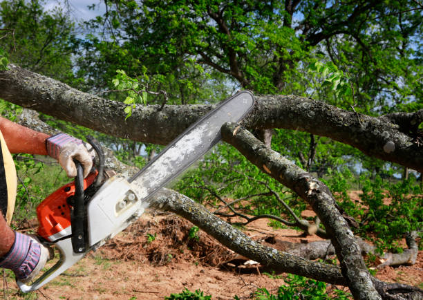 Emergency Storm Tree Removal in Loyola, CA